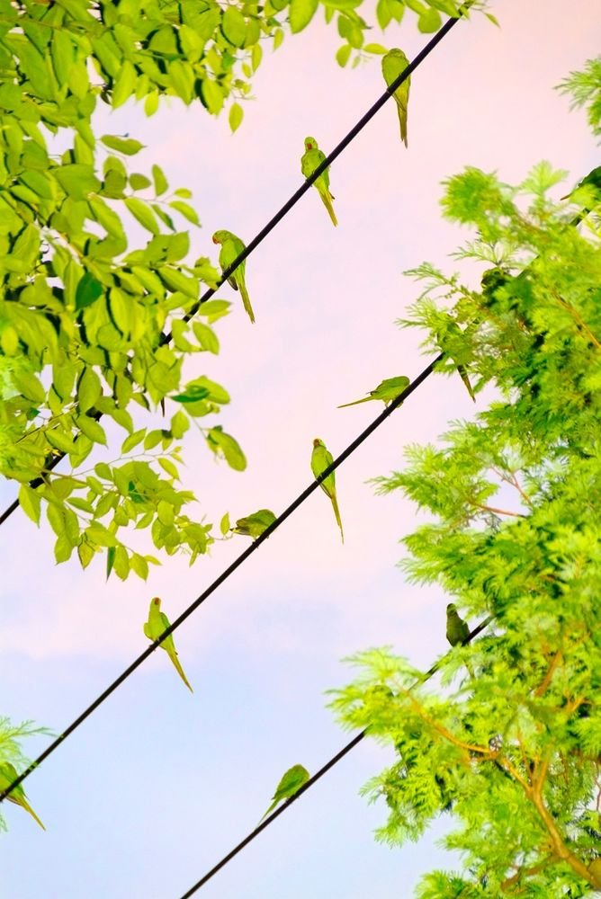 注目ショップ・ブランドのギフト 芸術新潮 写真集□美術手帖 インコ 鳥 水谷吉法 Parrots Tokyo 装苑 Mizutani  Yoshinori oiseaux Des magazine aperture FOAM IMA 花椿 アート写真 -  www.notaiosantosuosso.it